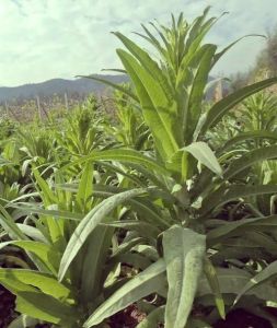 贡菜和莴笋是一个菜吗_贡菜莴笋哪个好？口感营养大不同