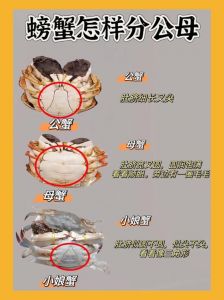蟹和虾是一个祖先吗_虾蟹一家亲，进化有奇缘