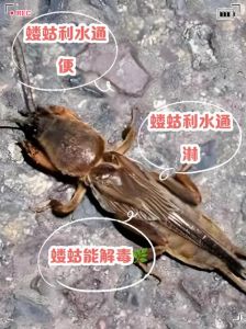 蝲蛄学名叫什么_东北美味蝲蛄，吃前多留心