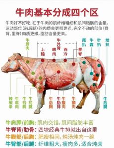 牛腱子是牛的哪个部位_带骨炖煮或快炒，补铁健体好选择