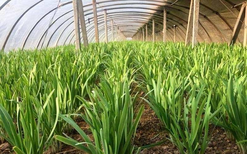 韭菜零下3度会冻吗_修剪叶鞘防冻害