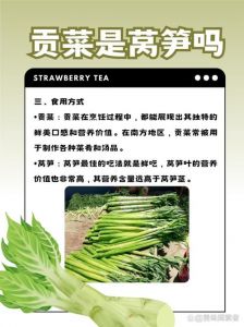 贡菜为什么不叫莴笋_脆爽营养，凉拌煲汤佳品