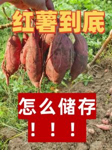 红薯怎样保存长期不坏_晾晒后纸箱阴凉存，别放冰箱防坏