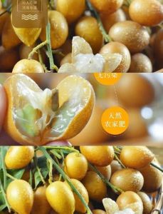 腌黄皮果的做法_腌黄皮选有籽酸甜，盐腌好风味长！