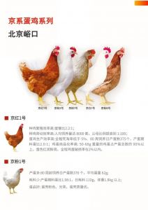 蛋鸡和柴鸡有什么不同_产蛋营养肉质大不同