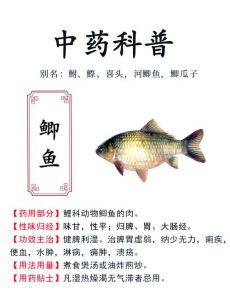 鲫鱼和枸杞叶能一起吃吗_美味营养，明目健胃，强身健体！