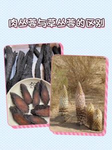 冬蓉是什么东西来的_灰皮冬瓜匠心制，甜蜜传承创新