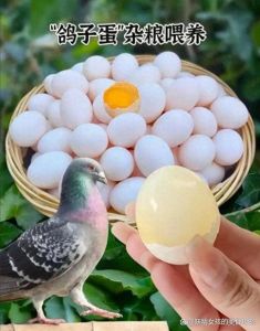 鸽子蛋和鹌鹑蛋大小对比_哪个更好？
