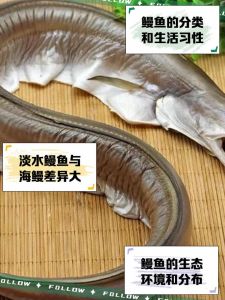 钓海鳗鱼用什么鱼科_习性钓点诱饵全知道