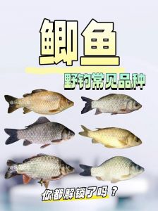 鲫鱼和鳊鱼哪个刺少_外形刺数不同，做法营养各异