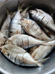 海鲫鱼和油扣鱼的区别_黄渤海特产，肉嫩可清蒸红烧
