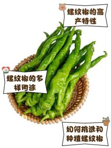 螺丝椒是什么辣椒_早春辣菜，炒香锅好选择