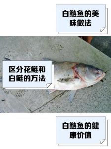 雄鱼和白鲢有区别吗_雄鱼白鲢别混淆，花鲢头大味鲜美