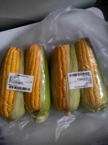 生玉米和熟玉米哪一个重_煮熟玉米增重15% 热量密度降低 选对品种控热量