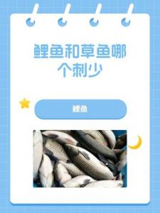 鲤鱼和鲫鱼哪个刺少_鲫鱼鲤鱼怎么选？刺多嫩肉，刺少肉紧实