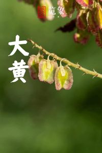 大黄丫头为什么叫大黄丫头_网络称呼背后的性别迷思与反思