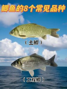 鲫鱼鳊鱼哪个刺少_鳊鱼鲫鱼哪个刺少好？