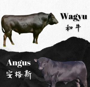 和牛和安格斯牛肉哪个肥_和牛肥瘦相宜，安格斯紧实嚼劲足，选哪种看口味