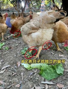 小笨鸡和下蛋鸡的区别_小笨鸡与下蛋鸡的饲养区别