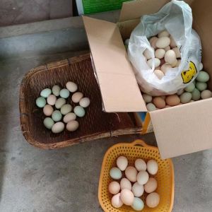 柴鸡能当蛋鸡养吗_养殖差异与要点