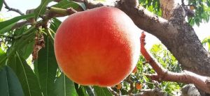 蜜汁肉桃饼制作教程详解：完整无删减的美味做法指南