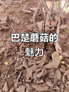 巴楚蘑菇做法大全_新疆巴楚蘑菇，鲜香美味，泡发后爆炒炖汤皆宜！