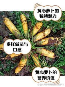 韩国的黄色萝卜做法详解：经典料理及腌制工艺介绍