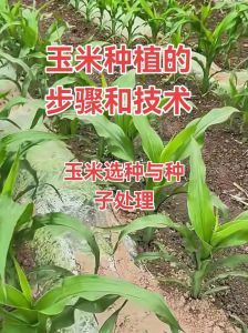 早春糯玉米催芽方法，提高出芽率