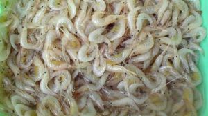 白米虾是小的白虾吗_常见美味，高蛋白高营养
