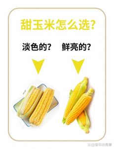 买玉米怎么挑选_新鲜饱满甜玉米挑选技巧