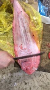 塔嘛鱼又叫什么鱼_北方红烧美味鱼，春食佳品