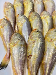 梅鱼带鱼鳗鱼属于深海鱼吗_带鱼不是深海鱼，别被外形骗了！