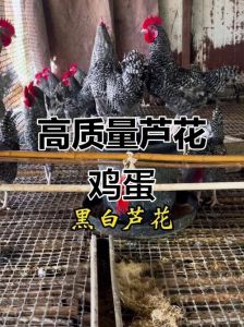 汶上芦花鸡和普通芦花鸡的区别_低脂高蛋白，美味山东风味！