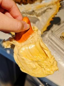 干包榴莲是没熟吗_干包榴莲香脆浓郁，湿包软糯易烂，怎么选成熟榴莲？