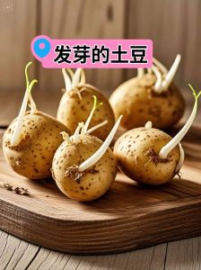 春天可以种土豆吗_春季种土豆，北方四月下旬到五月上旬，南方可早些