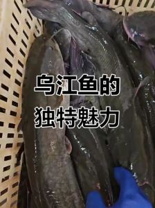 乌江鱼没有刺很少吗_乌江鱼刺少肉鲜，火锅佳品