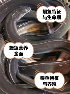 有淡水鳗鱼吗_鳗鱼洄游奇观，生态保护需行动