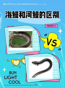 毛鱼和鳗鱼是一种吗_白露吃毛鱼，东台红烧鳗鱼香肥粘