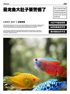曼龙鱼是淡水鱼吗_热带淡水鱼，好斗易养，如何识别？