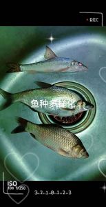 季花鱼就是桂鱼吗_鲜美无刺营养高，中餐里的美食代表