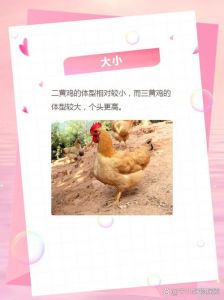 两黄鸡和三黄鸡的区别_优质土鸡，肉质鲜美