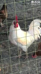 白羽肉鸡和土鸡有什么区别_快慢价质大不同