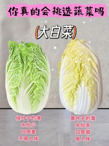 冬季大白菜怎么挑_挑白菜看根部要圆紧实，帮要硬挺，闻着清甜