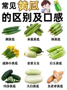 小乳瓜和黄瓜区别_脆甜小瓜VS清爽长瓜