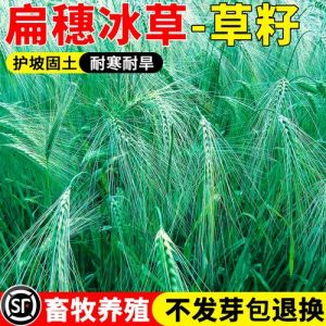 牧草冰草能吸盐吗有咸味吗_冰草自带咸味高钠 注意食用