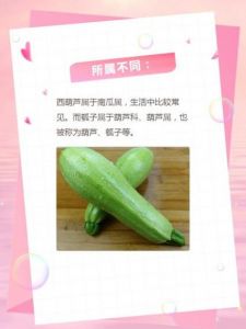瓠瓜和瓠子的区别_营养美味，多种做法
