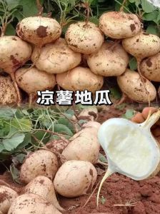 像山芋一样的瓜叫什么_高甜脆嫩，潜力待挖掘
