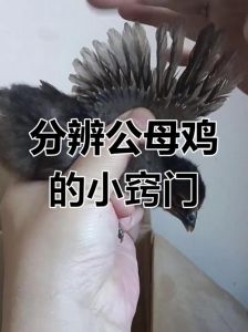 宰杀处理后的鸡如何分辨公母_公母鸡怎么分？看鸡冠坠子肉质就知道！