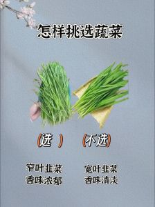圆白菜怎么挑选_光滑无伤，新鲜硬实选它！