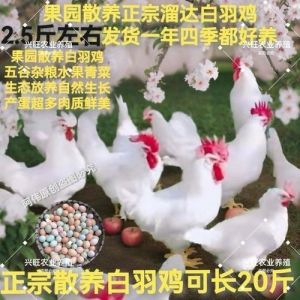 白羽鸡的公鸡和母鸡区别图片_白羽鸡公母鉴别及生长特点